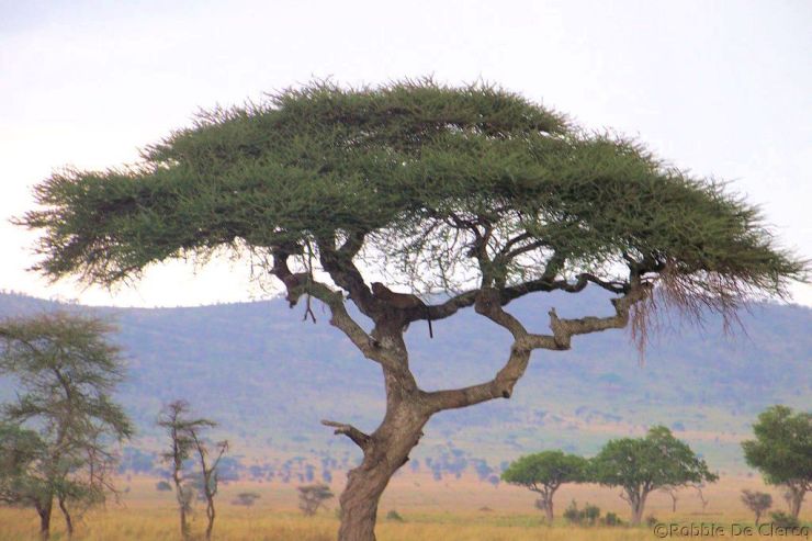 Serengeti National Park (218)