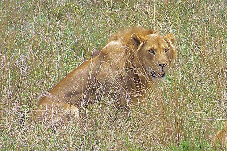 Serengeti National Park (22)