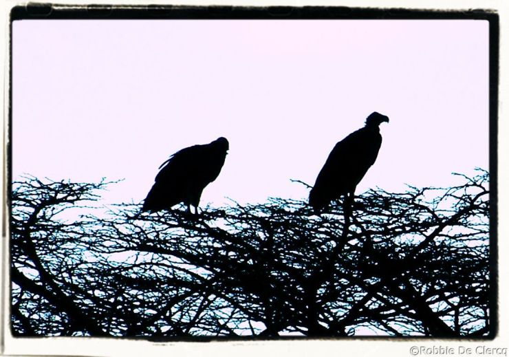 Serengeti National Park (220)