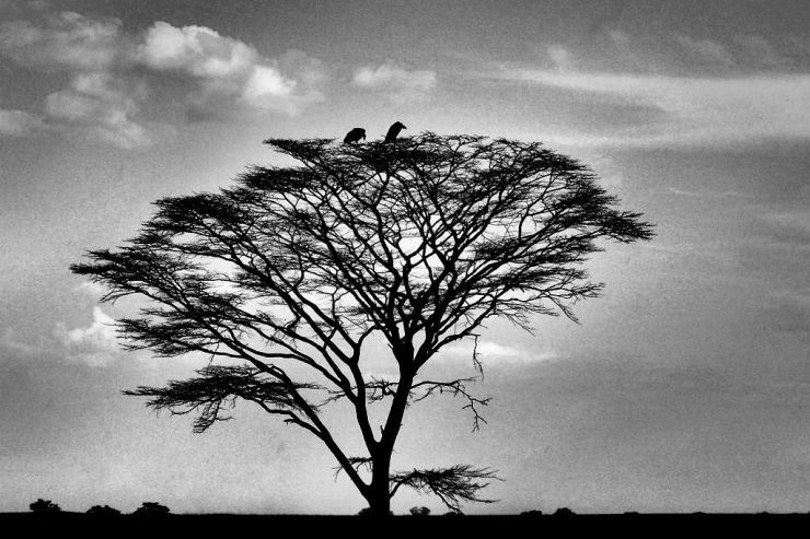 Serengeti National Park (221)