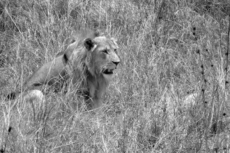 Serengeti National Park (23)