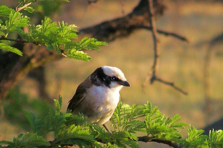Serengeti National Park (230)