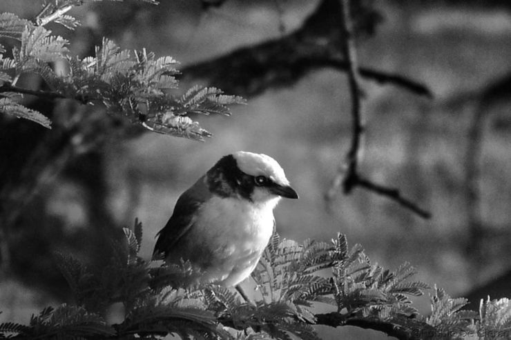 Serengeti National Park (231)
