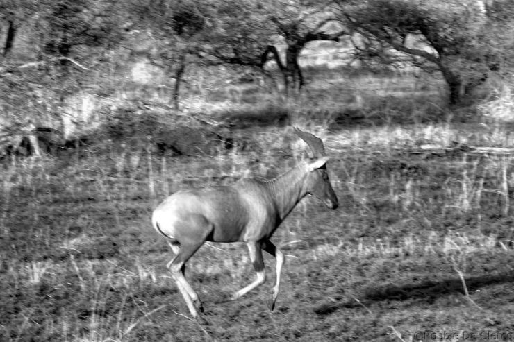 Serengeti National Park (235)
