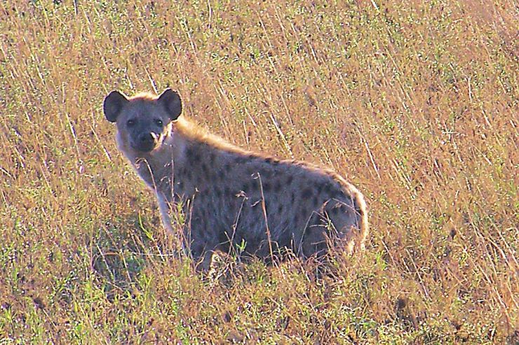 Serengeti National Park (236)
