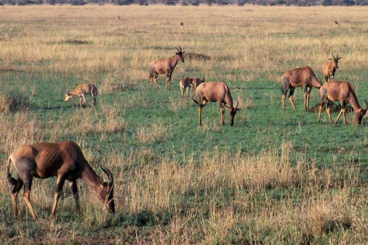 Serengeti National Park (237)