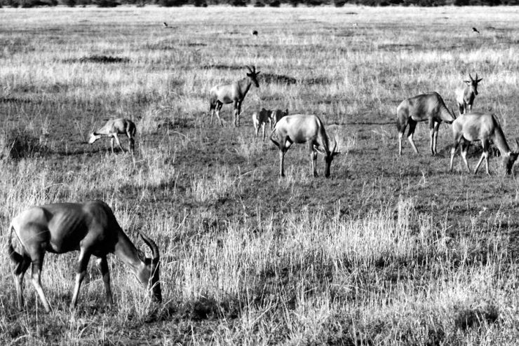 Serengeti National Park (238)