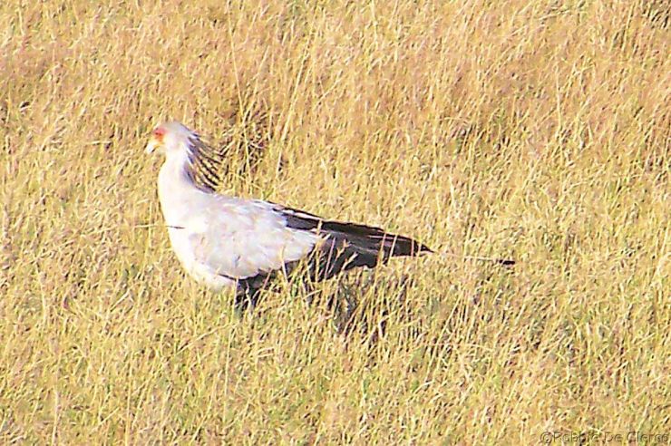 Serengeti National Park (244)