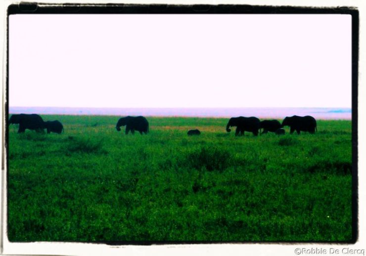 Serengeti National Park (246)