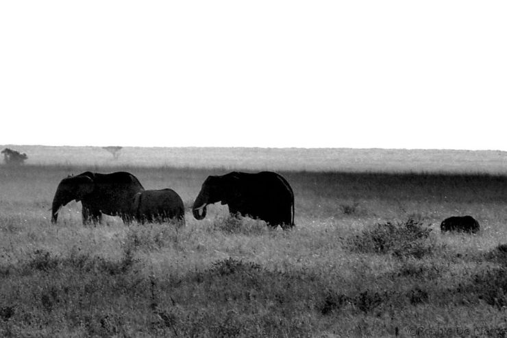 Serengeti National Park (248)