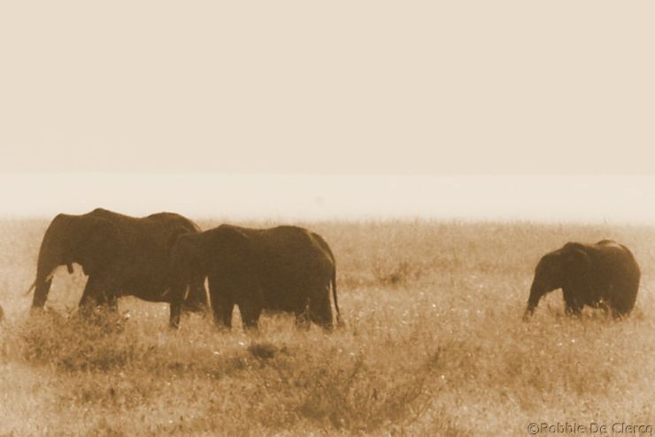 Serengeti National Park (249)