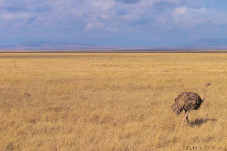 Serengeti National Park (250)