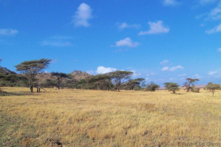 Serengeti National Park (251)