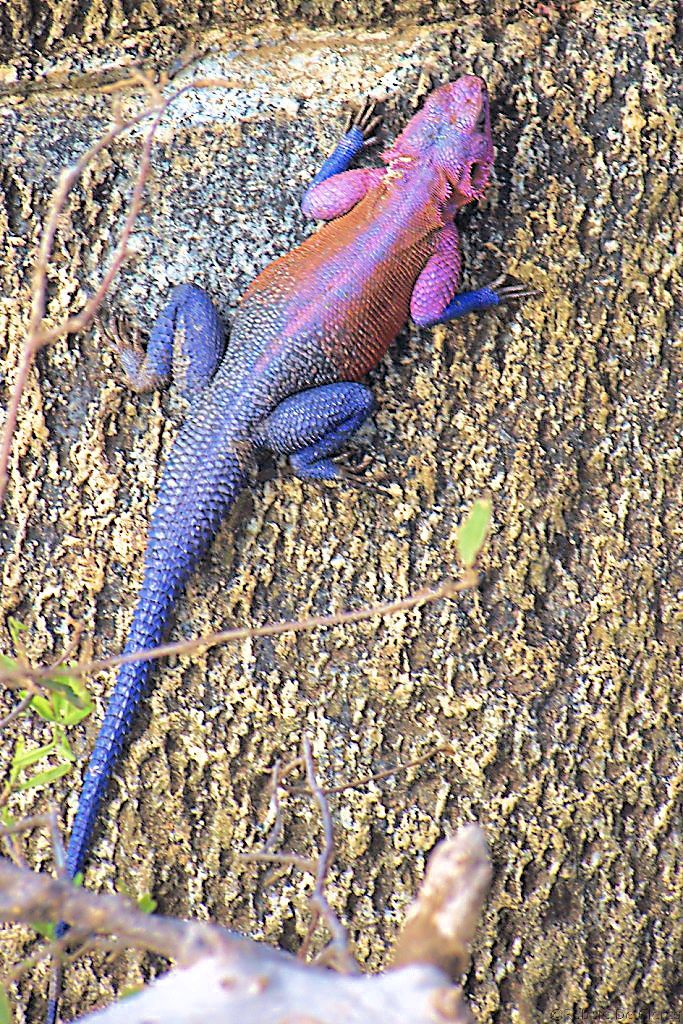 Serengeti National Park (255)