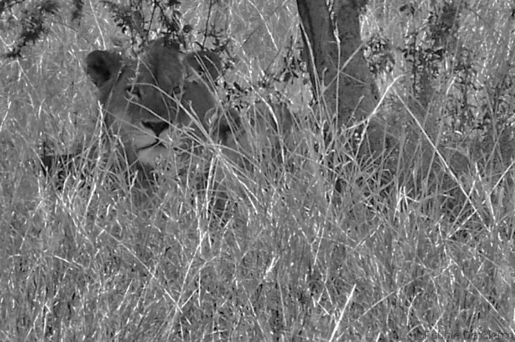 Serengeti National Park (26)