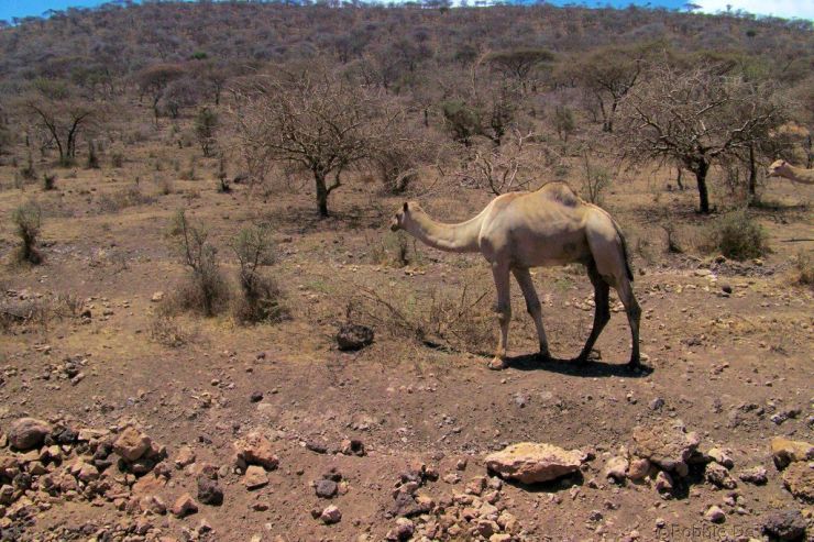 Serengeti National Park (265)