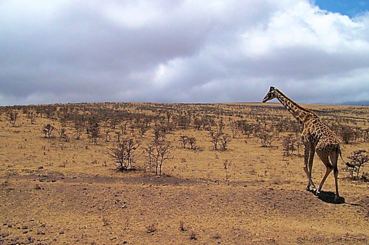 Serengeti National Park (267)
