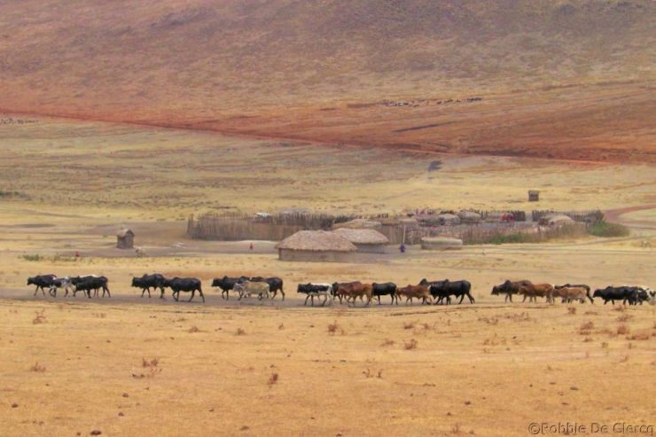 Serengeti National Park (272)