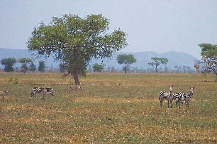 Serengeti National Park (28)