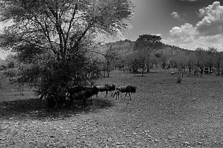 Serengeti National Park (36)