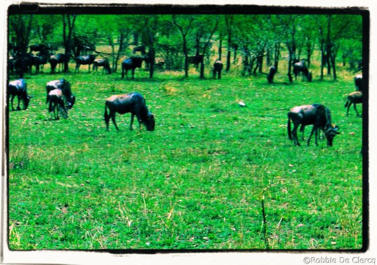 Serengeti National Park (37)