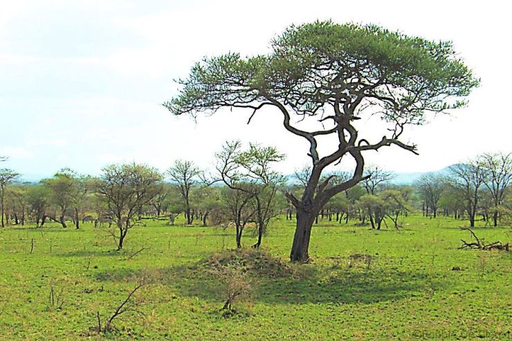 Serengeti National Park (39)