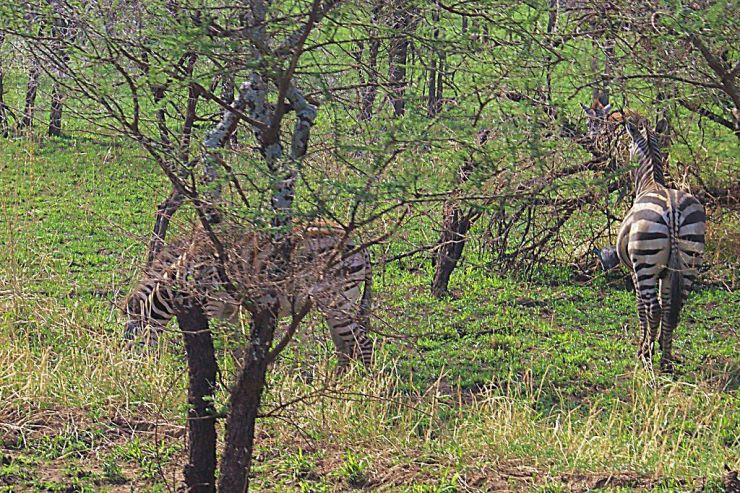 Serengeti National Park (40)