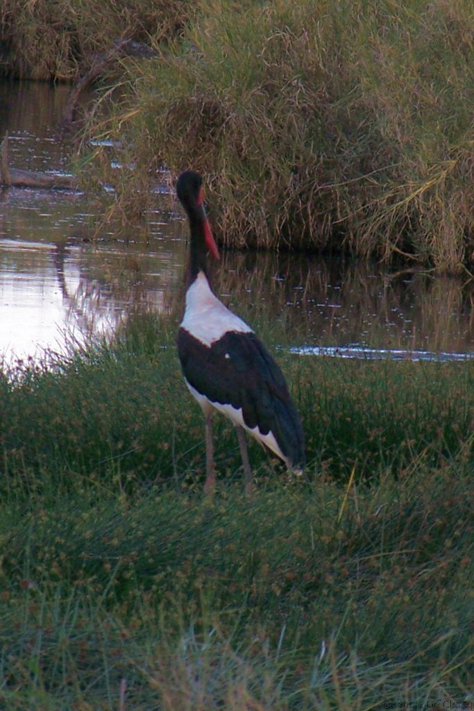 Serengeti National Park (42)