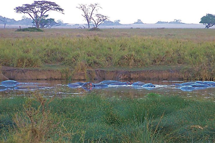 Serengeti National Park (43)