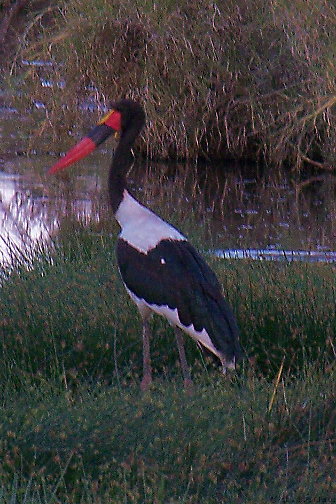 Serengeti National Park (44)