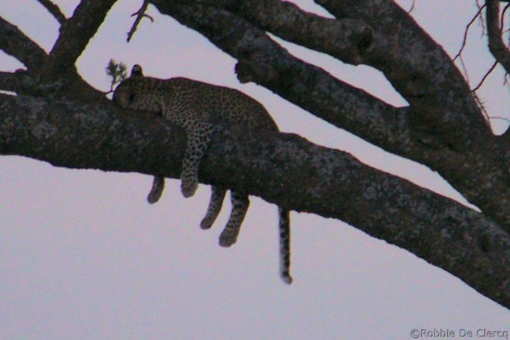 Serengeti National Park (45)