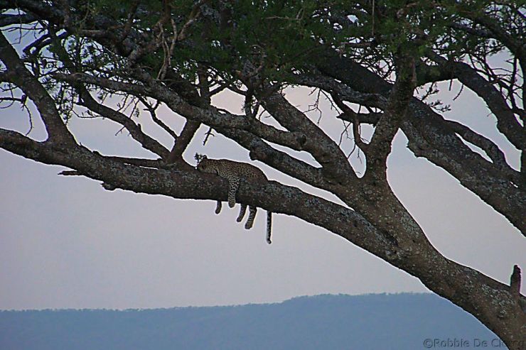 Serengeti National Park (46)