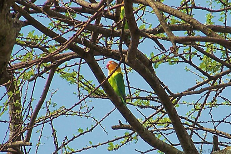 Serengeti National Park (5)