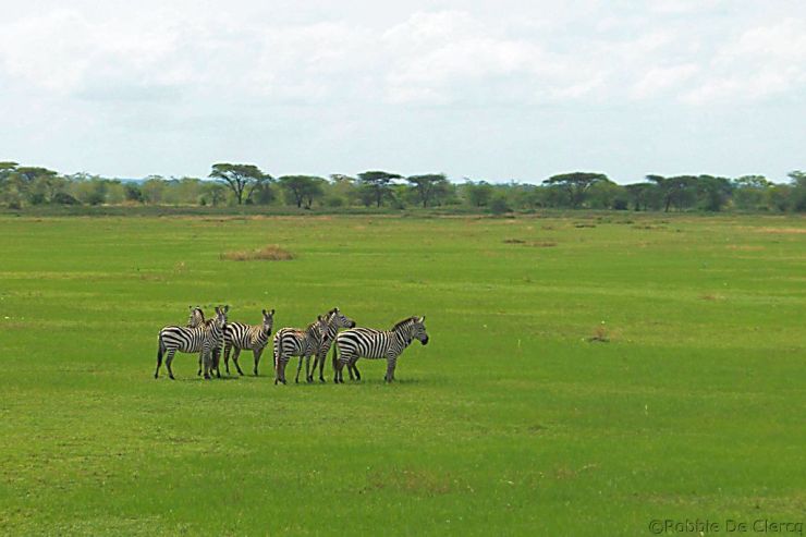 Serengeti National Park (6)