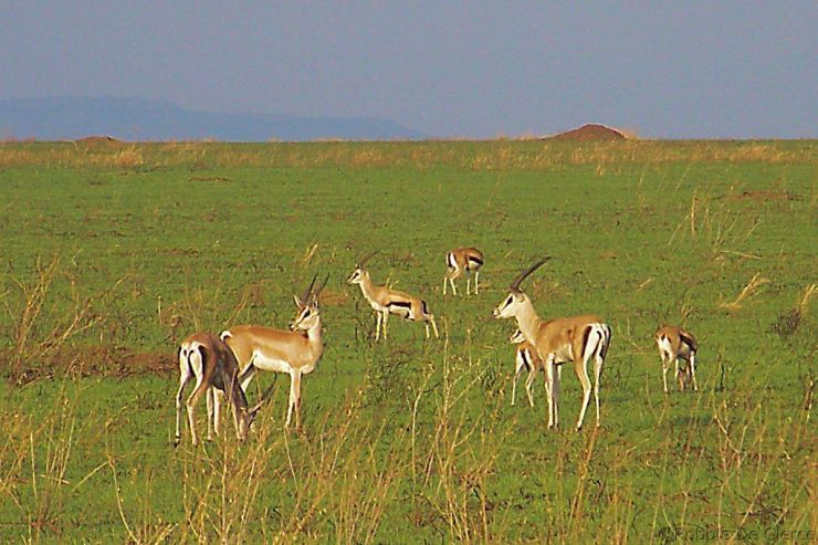 Serengeti National Park (67)