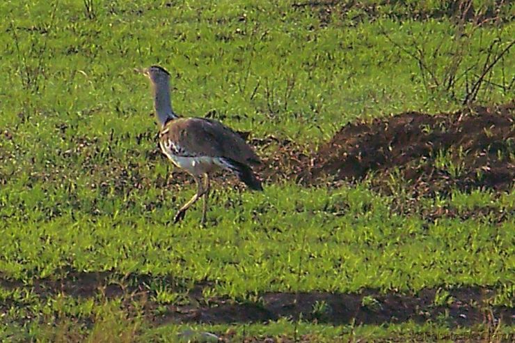 Serengeti National Park (68)