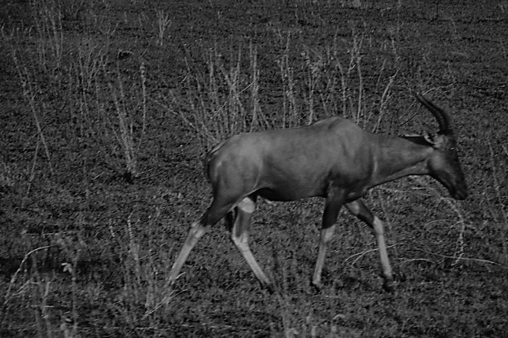 Serengeti National Park (69)