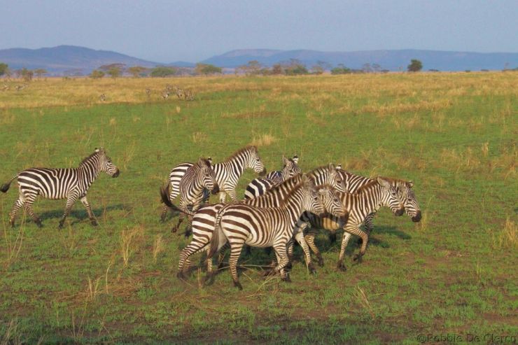 Serengeti National Park (70)