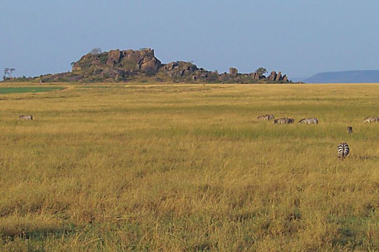 Serengeti National Park (71)