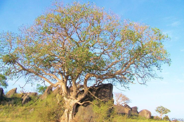 Serengeti National Park (75)
