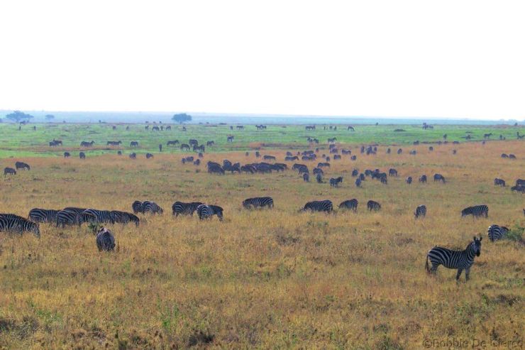 Serengeti National Park (77)