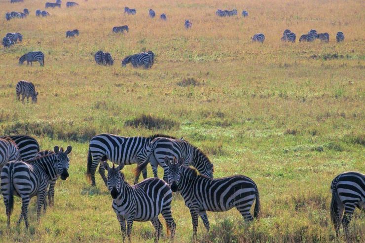 Serengeti National Park (79)
