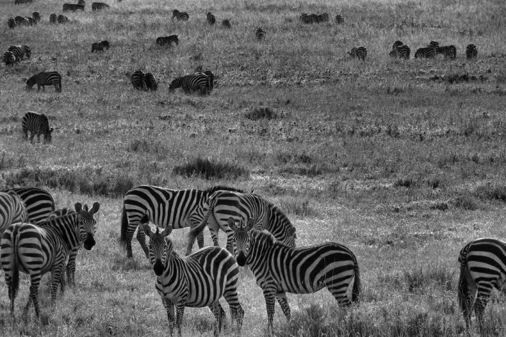 Serengeti National Park (80)