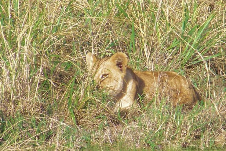 Serengeti National Park (82)
