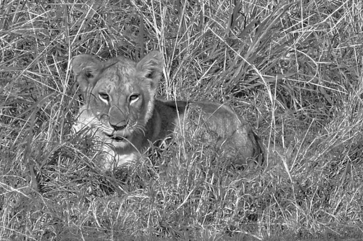 Serengeti National Park (84)