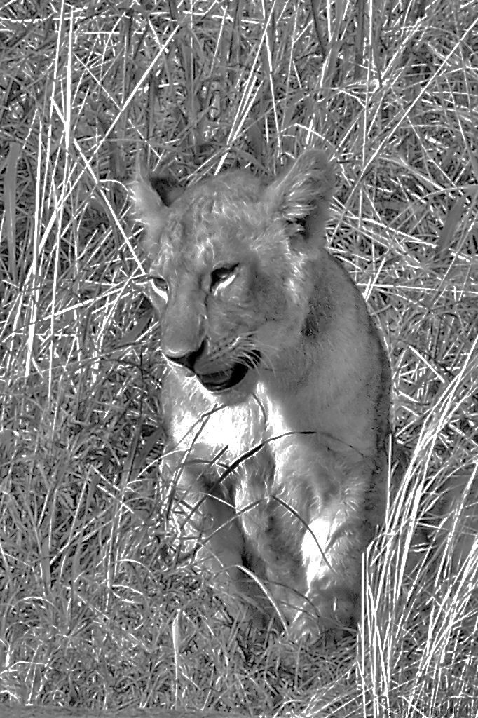 Serengeti National Park (86)