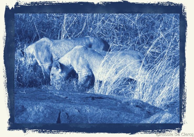 Serengeti National Park (87)