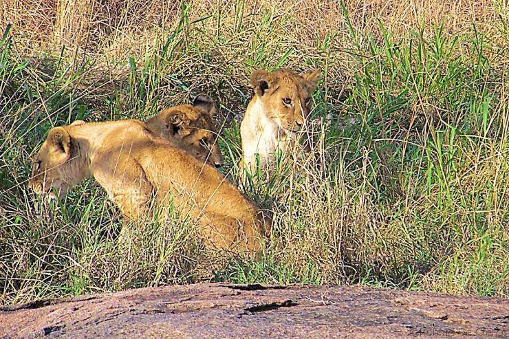 Serengeti National Park (88)