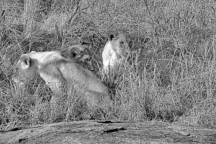 Serengeti National Park (89)
