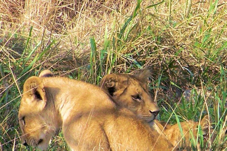 Serengeti National Park (90)